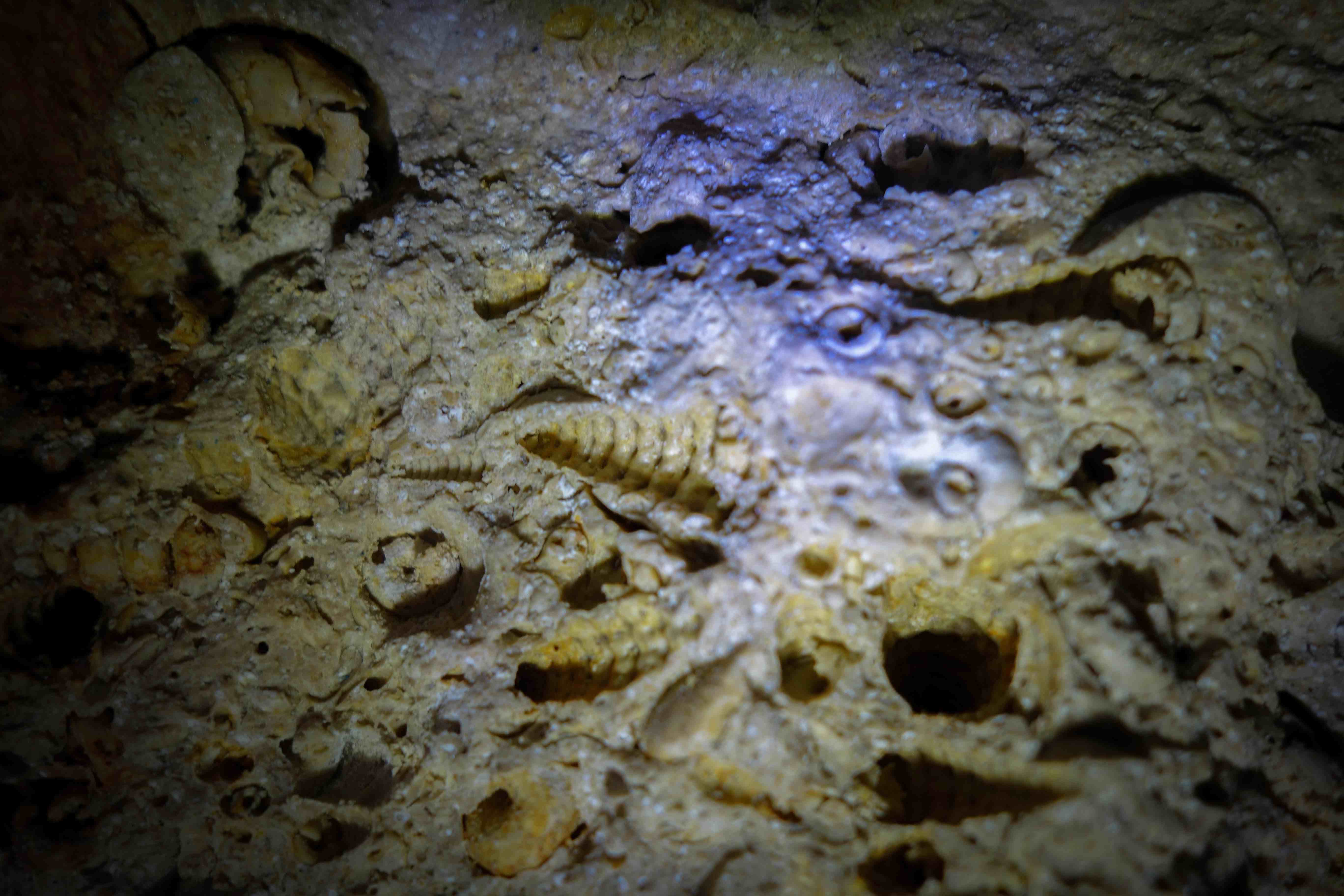 Catacombes-coquillages