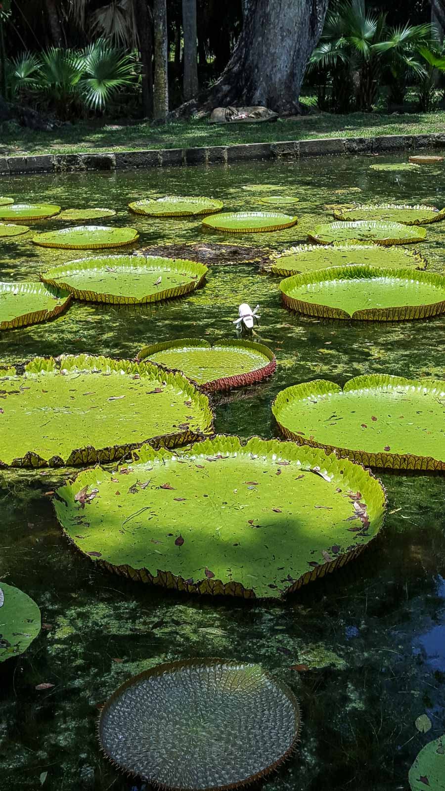 Maurice2015- Jardin pamplemousses Nénufards