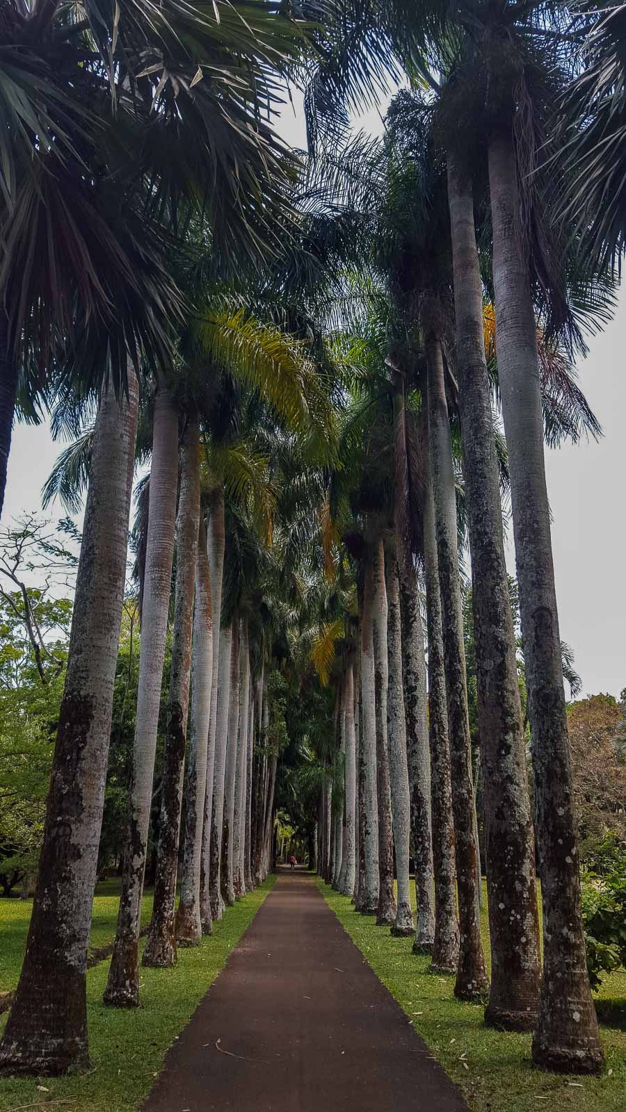 Maurice2015- Jardin pamplemousses palmiers
