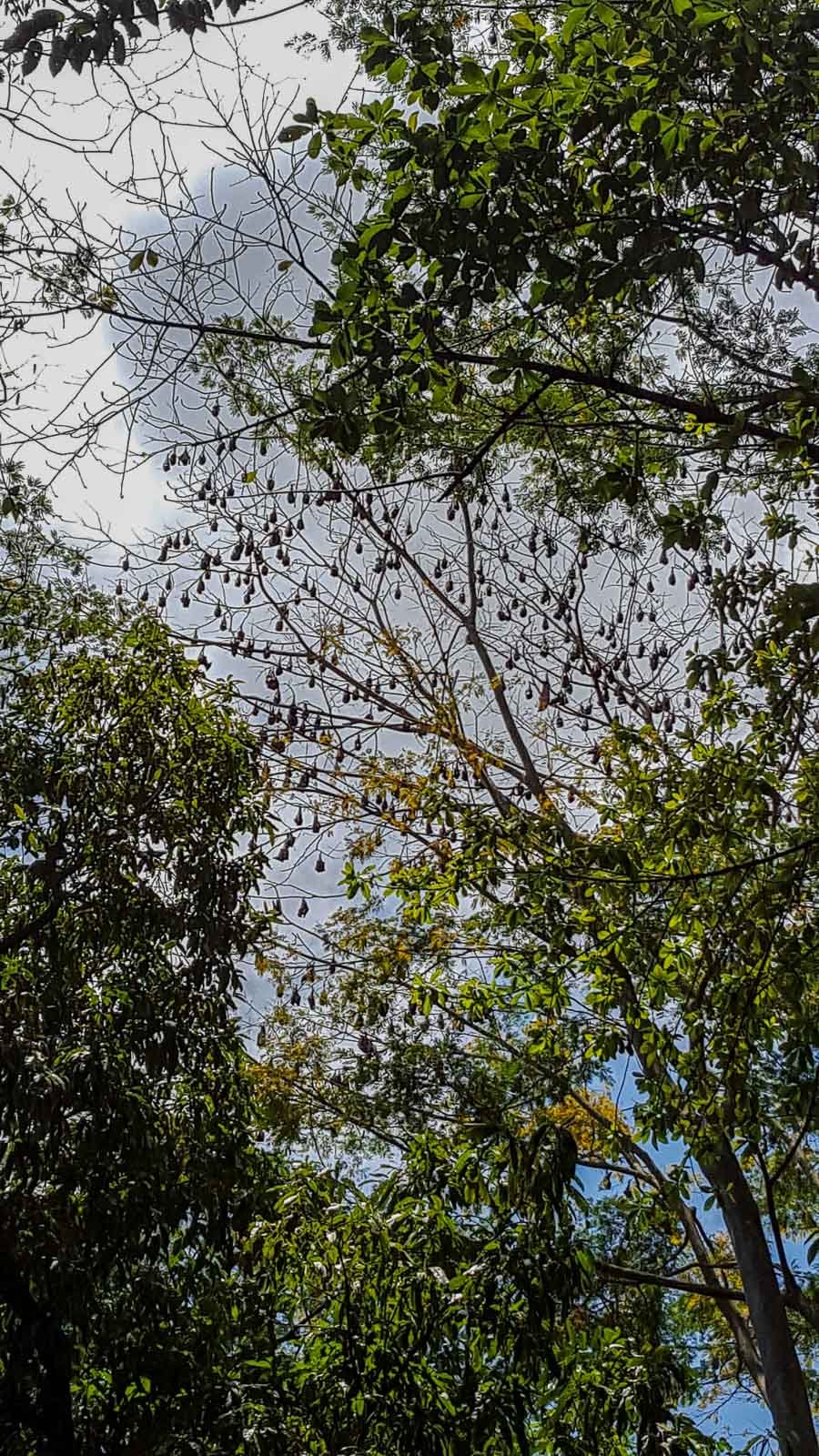 Maurice2015- Jardins Pamplemousses > Chauve souris