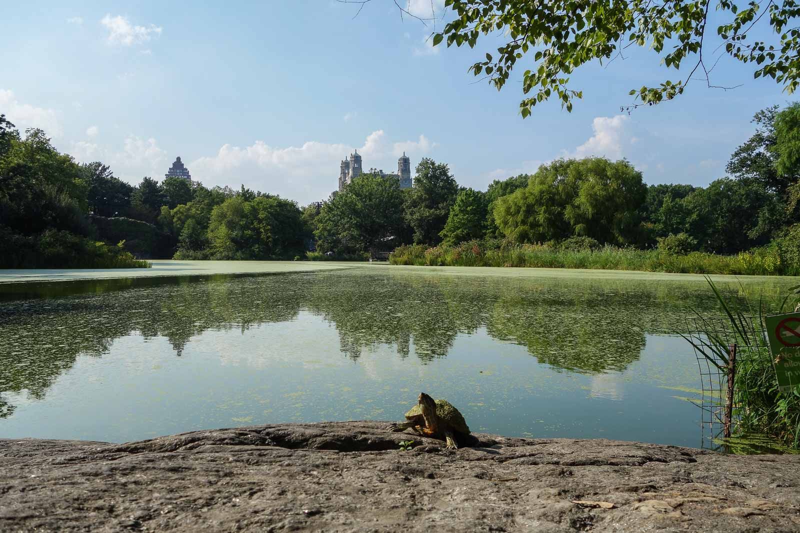 NYC - Central Park tortue