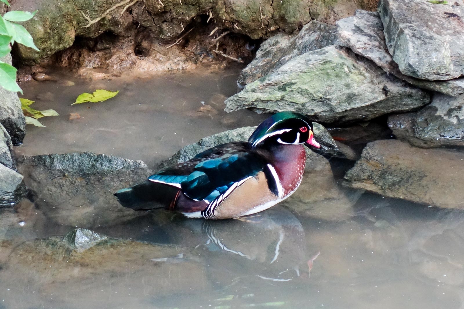 Canard1