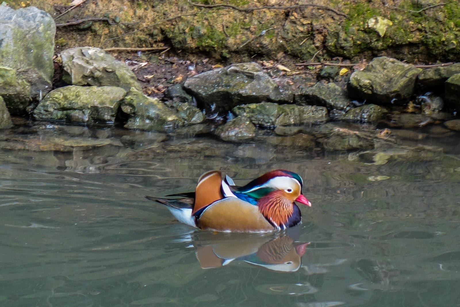 Canard2