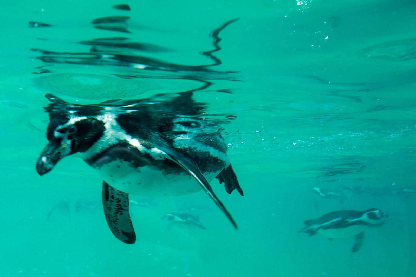 Pinguin