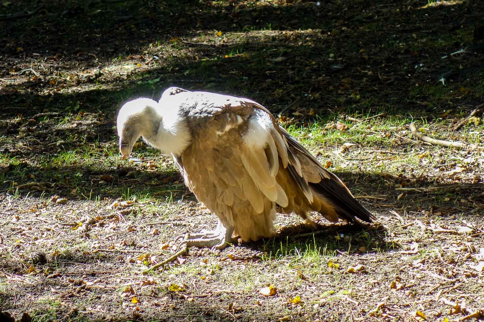 Vautour