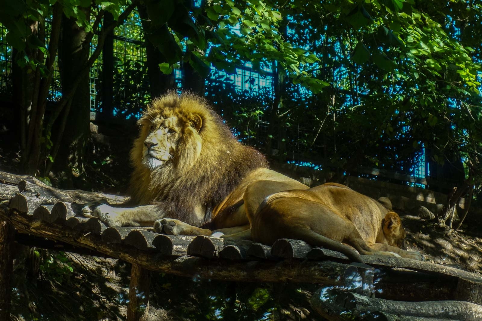 Lion