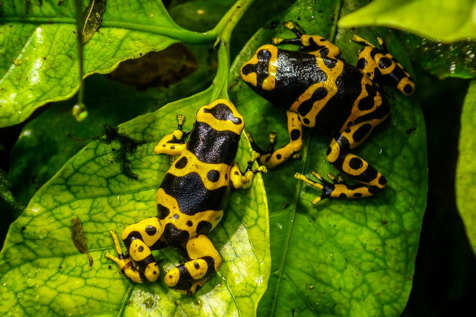 Grenouille