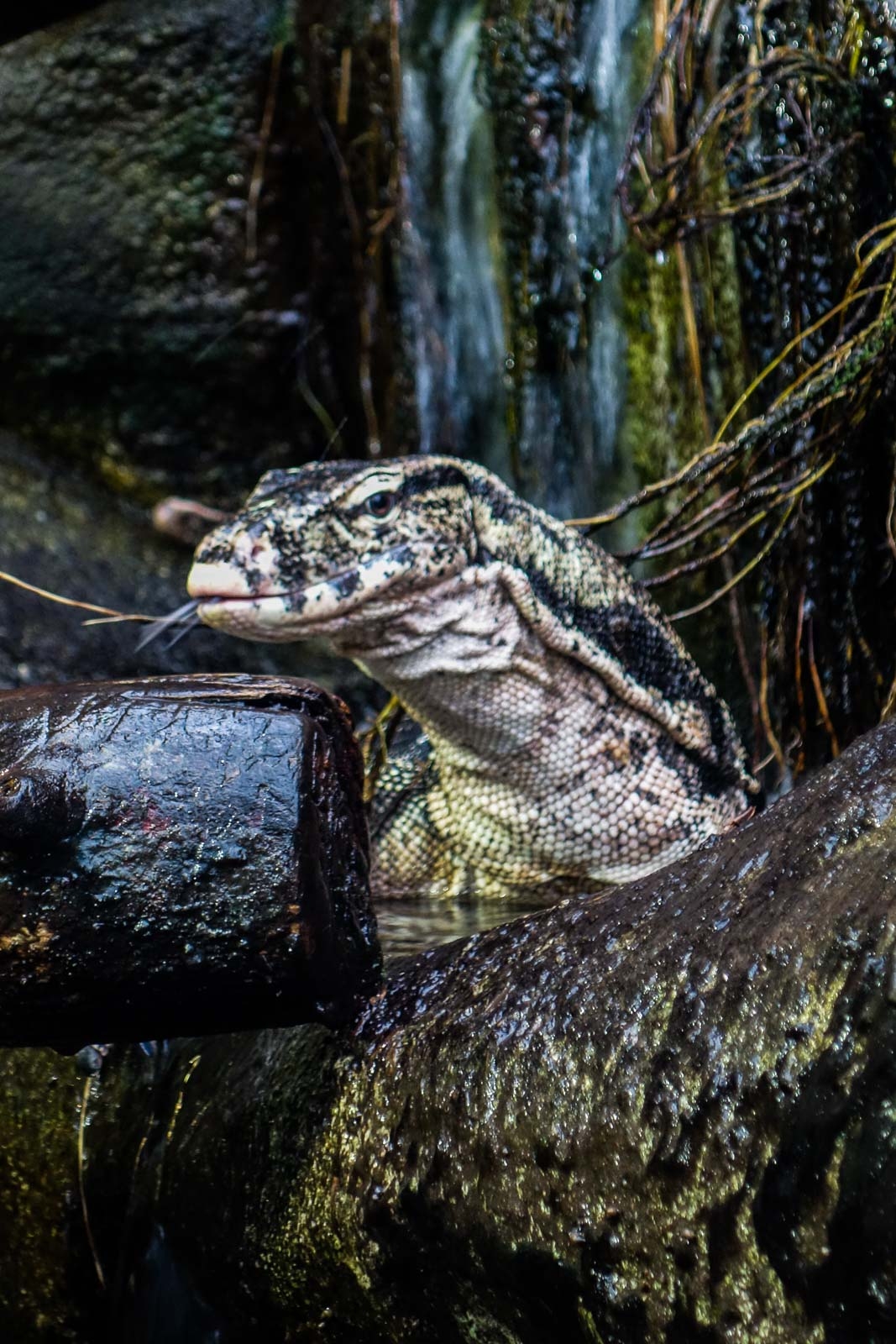 Varan