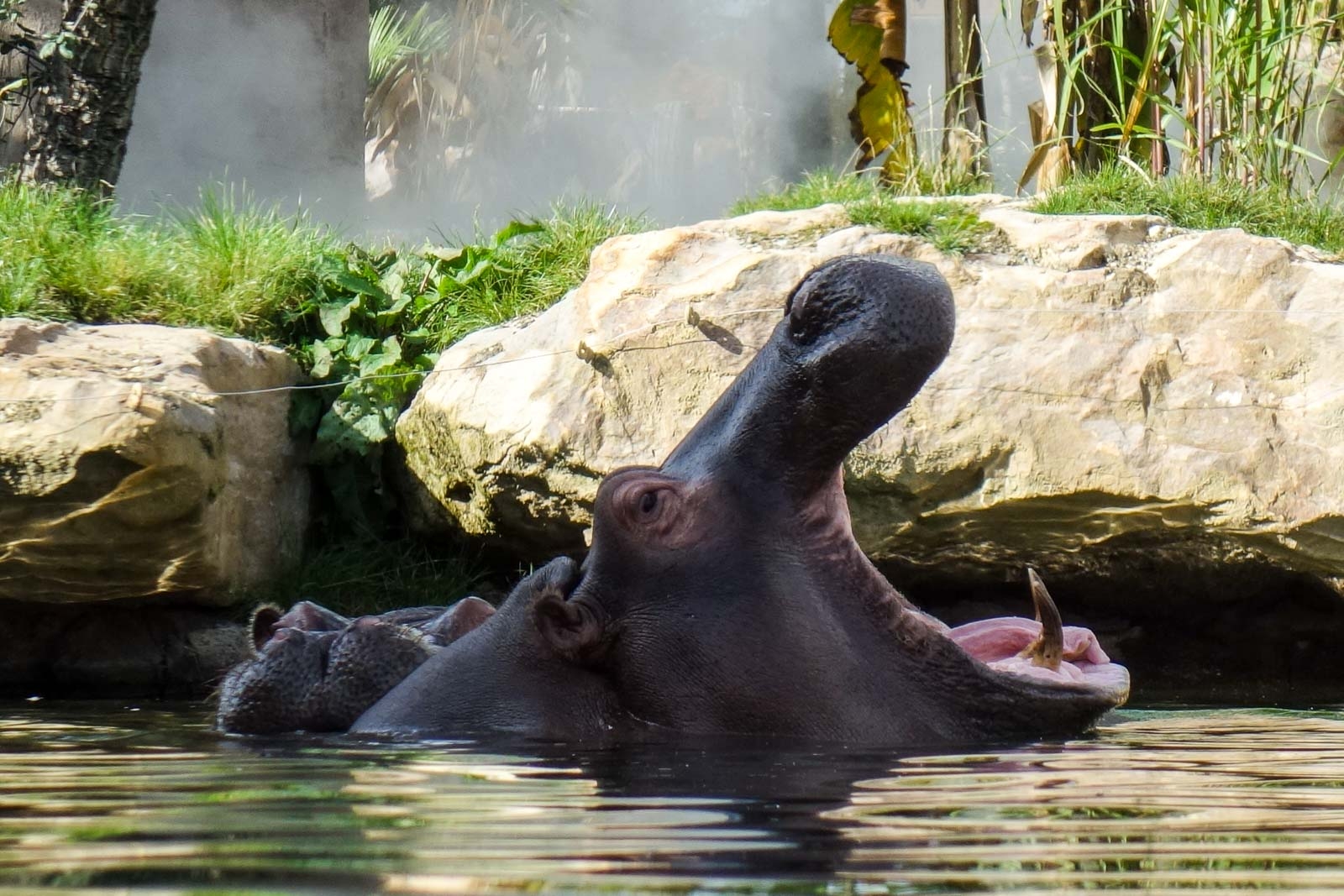 hippopotame