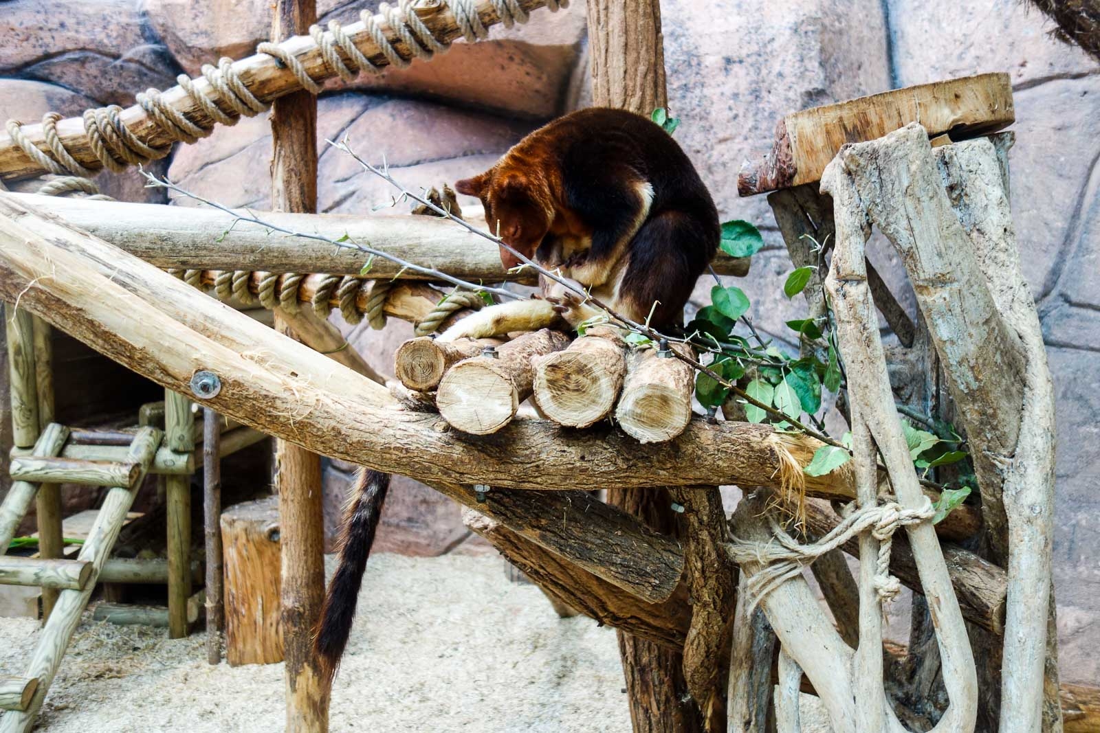 Kangourou arboricole