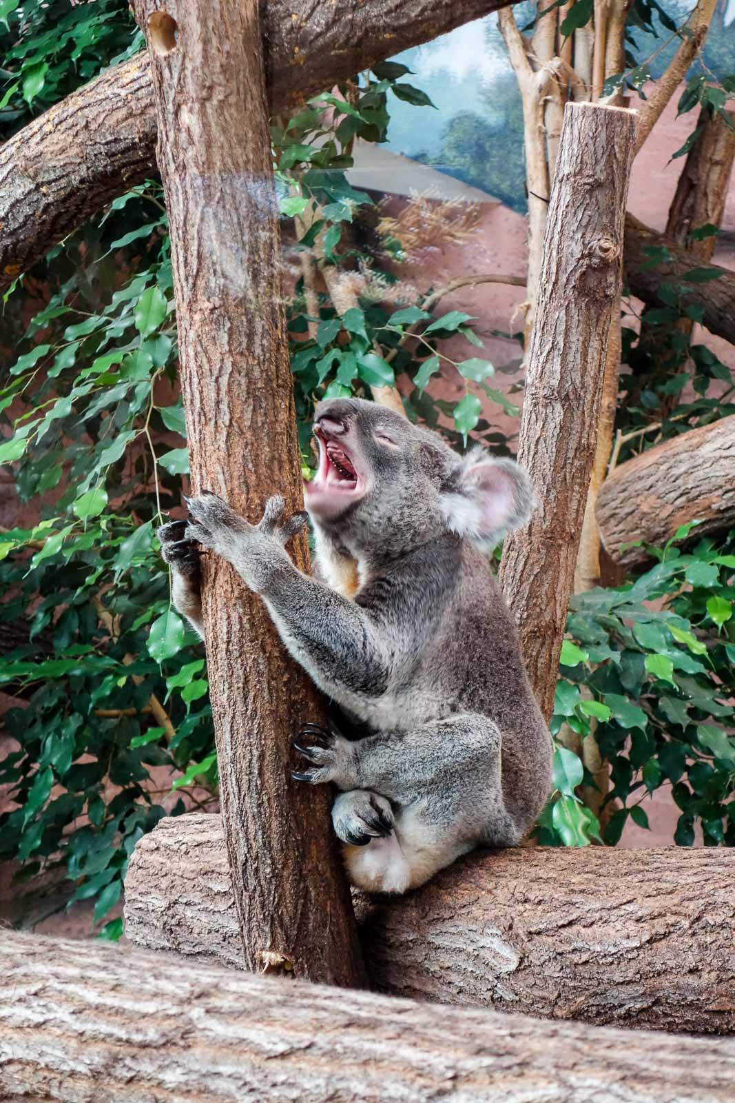 Koala