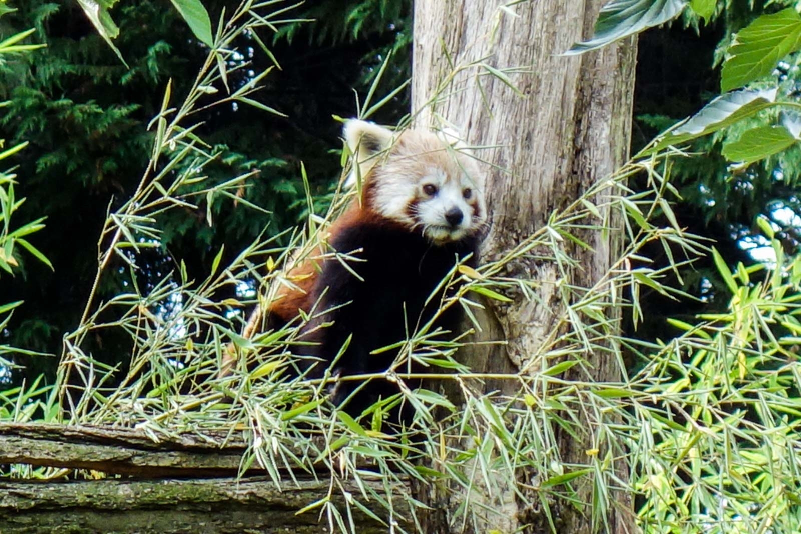 Panda Roux