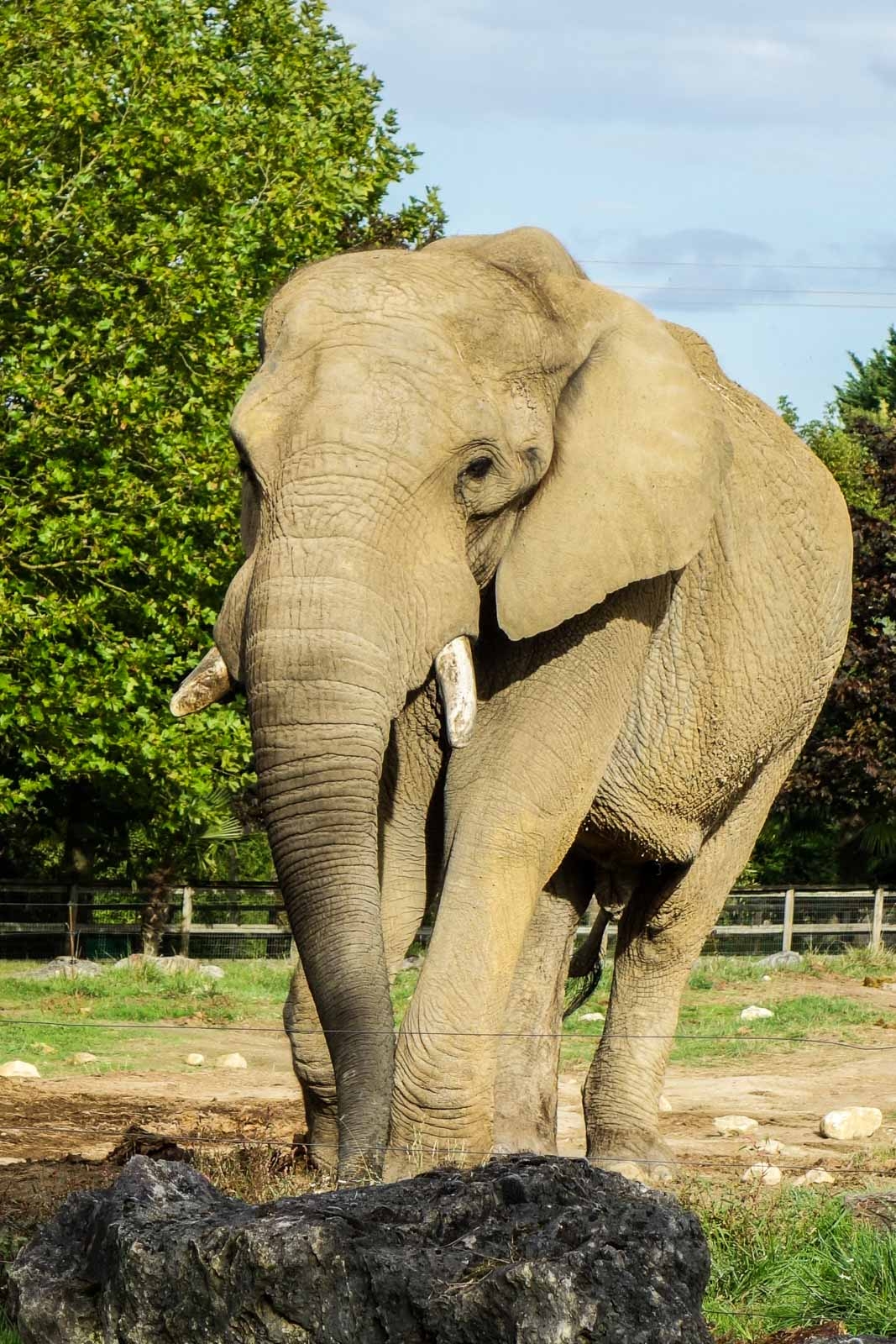 Elephant