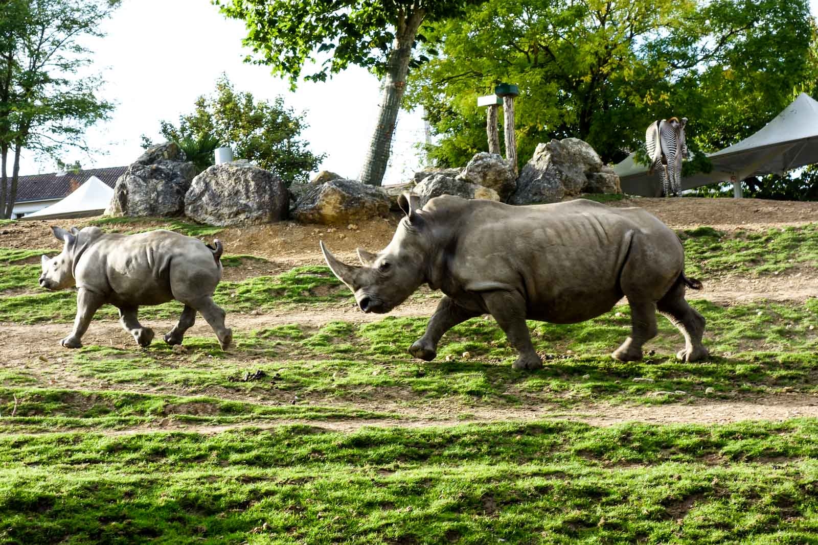 Rino