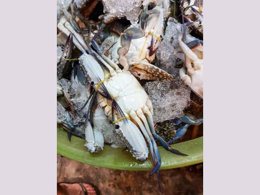 Crabe bleu de Kep